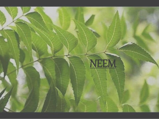 Neem tree essay