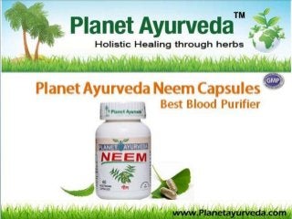 Neem Capsules- Azadirachta Indica Benefits, Uses, Dosage and Side Effects