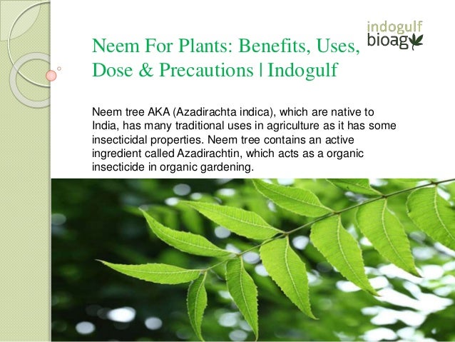 Neem For Plants: Benefits, Uses,
Dose & Precautions | Indogulf
Neem tree AKA (Azadirachta indica), which are native to
India, has many traditional uses in agriculture as it has some
insecticidal properties. Neem tree contains an active
ingredient called Azadirachtin, which acts as a organic
insecticide in organic gardening.
 