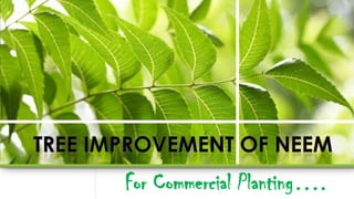 For Commercial Planting….
 