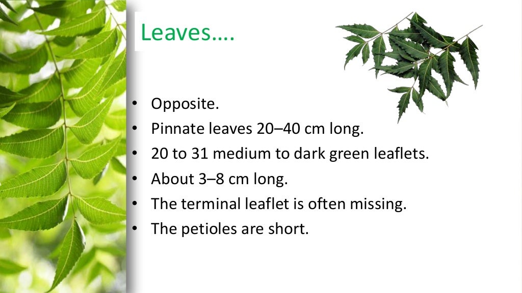Neem For Commercial Planting