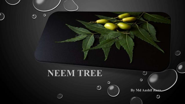 neem tree ppt presentation download