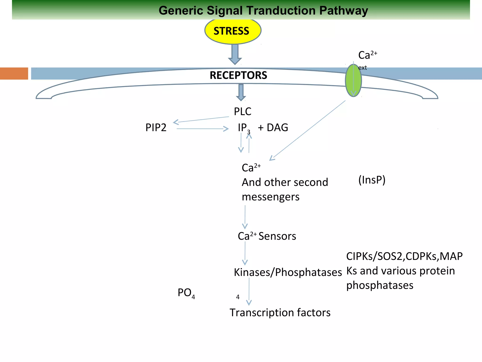Ip3 Sensor signal transduction | PPT