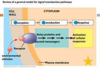 signal transduction | PPT