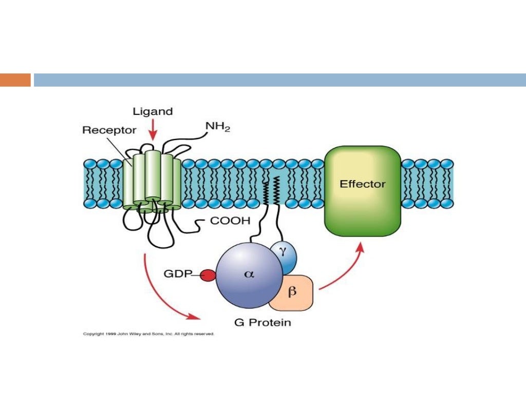 signal transduction
