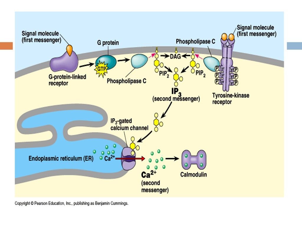 signal transduction