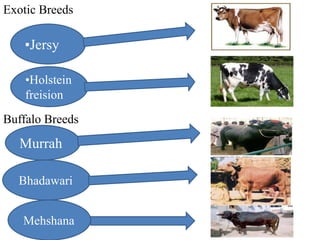 indian dairy sector