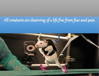 All creatures are deserving of a life free from fear and pain
 