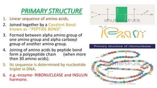 PRIMARY STRUCTURE
1. Linear sequence of amino acids.
2. Joined together by a Covalent Bond-
known as -“PEPTIDE BOND”.
3. Formed between alpha amino group of
one amino group and alpha carboxyl
group of another amino group.
4. Joining of amino acids by peptide bond
form a polypeptide chain (when more
then 30 amino acids).
5. Its sequence is determined by nucleotide
triplet in DNA.
6. e.g.-enzyme- RIBONUCLEASE and INSULIN
harmone.
 