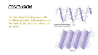 CONCLUSION
• So ,the alpha helix (random coil)
and beta-pleated conformations are
termed the secondary structure of
proteins
 