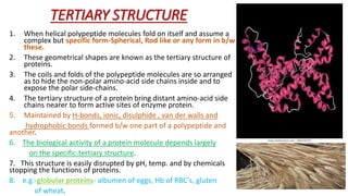 TERTIARY STRUCTURE
1. When helical polypeptide molecules fold on itself and assume a
complex but specific form-Spherical, Rod like or any form in b/w
these.
2. These geometrical shapes are known as the tertiary structure of
proteins.
3. The coils and folds of the polypeptide molecules are so arranged
as to hide the non-polar amino-acid side chains inside and to
expose the polar side-chains.
4. The tertiary structure of a protein bring distant amino-acid side
chains nearer to form active sites of enzyme protein.
5. Maintained by H-bonds, ionic, disulphide , van der walls and
hydrophobic bonds formed b/w one part of a polypeptide and
another.
6. The biological activity of a protein molecule depends largely
on the specific-tertiary structure.
7. This structure is easily disrupted by pH, temp. and by chemicals
stopping the functions of proteins.
8. e.g:-globular proteins- albumen of eggs, Hb of RBC’s, gluten
of wheat.
 