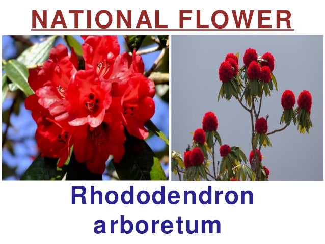 Introducing Nepal by Neeraj Bhandari (Surkhet Nepal)