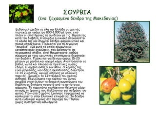 ΣΟΥΡΒΙΑ
(ένα ξεχασμένο δένδρο της Μακεδονίας)
Ευδοκιμεί σχεδόν σε όλη την Ελλάδα σε ορεινές
περιοχές με υψόμετρο 800-1.000 μέτρων, ενώ
πλέον οι επιστήμονες τη συνδέουν με τις θεραπείες
κατά του διαβήτη. Η σουρβία η οικιακή αποκαλύπτει
τα κάλλη της και δηλώνει δένδρο φαρμακευτικό και
πολλά υποσχόμενο. Πρόκειται για τη λεγόμενη
"σουρβιά", ένα φυτό το οποίο σύμφωνα με
εργαστηριακές αναλύσεις, που βρίσκονται σε
πειραματικό στάδιο, είναι θαυματουργό, καθώς
σύμφωνα με τους ερευνητές επιστήμονες θεραπεύει
τον διαβήτη. Πρόκειται για δέντρο ύψους 15-20
μέτρων με μεγάλη και ισχυρή κόμη. Αναπτύσσεται σε
βαθιά, νωπά και πλούσια σε θρεπτικές ουσίες
εδάφη. Η σορβιά ανθίζει τον Μάιο. Ο καρπός της
είναι ραγοειδής, ωοειδής ή αχλαδοειδής, διαμέτρου
12-14 χιλιοστών, ώριμος κίτρινος με κόκκινες
παρειές. Ωριμάζει το Σεπτέμβριο του χρόνου
άνθησης. Εκχυλίσματα του καρπού του φυτού
σουρβία αναστέλλουν τα δυσμενή συμπτώματα του
διαβήτη σε διπλάσιο ποσοστό από τα αντίστοιχα
φάρμακα. Το παραπάνω τουλάχιστον δείχνουν μέχρι
στιγμής οι έρευνες που διεξάγονται για τη δράση του
φυτού. Πριν από 5 χρόνια ξεκίνησε πειραματικά να
καλλιεργείται στην Ελληνική επικράτεια. Το δένδρο
αυτό ευδοκιμεί κυρίως στη περιοχή του Πηλίου
χωρίς συστηματική καλλιέργεια
 