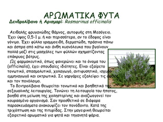 ΑΡΩΜΑΤΙΚΑ ΦΥΤΑ
Δενδρολίβανο ή Αρισμαρί: Rosmarinus officinalis
Αειθαλής φρυγανώδης θάμνος, αυτοφυής στη Μεσόγειο.
Έχει ύψος 0,5-1 μ. ή και περισσότερο, αν το έδαφος είναι
γόνιμο. Έχει φύλλα γραμμοειδή, δερματώδη, πράσινα πάνω
και άσπρα από κάτω και άνθη κυανόλευκα που βγαίνουν
πολλά μαζί στις μασχάλες των φύλλών σχηματίζοντας
επάκρυος βότρυς.
Ως φαρμακευτικό, όπως φανερώνει και το όνομα του
(officinalis), έχει σπουδαίες ιδιότητες. Είναι εξαίρετο
τονωτικό, σπασμολυτικό, χολαγωγό, αντιφυσητικό, ισχυρό
εμμηναγωγό και εκτρωτικό. Σε γαργάρες εξαλείφει τις άφθες
και τον πονόλαιμο.
Το δεντρολίβανο θεωρείται τονωτικό και βοηθητικό της
σεξουαλικής λειτουργίας. Τονώνει τη λειτουργία του ήπατος,
βοηθά στη μείωση της χοληστερίνης και αναζωογονεί τον
κουρασμένο οργανισμό. Σαν προσθετικό σε διάφορα
παρασκευάσματα ανακουφίζει τον πονόδοντο. Κατά της
τριχόπτωση και της πιτυρίδας. Στην μαγειρική θεωρείται
εξαιρετικό αρωματικό για ψητά και τηγανητά ψάρια.
 