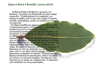 Δάφνη ή Βαγιά ή Φυλλάδα: Laurus nobilis
Αειθαλές δένδρο ή δενδρύλλιο, αυτοφυές στη
Μεσόγειο. Τα φύλλα είναι δερματώδη και έχουν σχήμα
λογχοειδές. Τα άνθη βγαίνουν στις μασχάλες των
φύλλων σε ομάδες ανά 4-6 και είναι εύοσμα. Ο καρπός
ωοειδής, κυανόμαυρος, μοιάζει σε μέγεθος με τον καρπό
της αγριελιάς.
Στη δάφνη αποδίδονται φαρμακευτικές ιδιότητες από
τα προϊστορικά χρόνια. Ο Ιπποκράτης τη χορηγούσε ως
αναλγητικό μετά τον τοκετό και σε διάφορα
γυναικολογικά προβλήματα. Με δαφνέλαιο θεράπευε τη
στειρότητα. Ο Διοσκουρίδης συνιστούσε το αφέψημα της
σε παθήσεις της κύστης και της μήτρας, τους λιωμένους
καρπούς της στο άσθμά και στη φυματίωση και το χυμό
τους σε περιπτώσεις βαρηκοΐας και κόπωσης. Στη λαϊκή
θεραπευτική θεωρείται ως αντιρρευματικό, εναντίον της
παραμορφωτικής αρθρίτιδας και ως βοηθητικό της
πέψης. Με μηχανική συμπίεση των καρπών παίρνουμε το
δαφνέλαιο και από την απόσταξη των φύλλων αιθέριο
έλαιο. Από το γιο Όρος εξάγεται άριστης ποιότηταςʼ
δαφνέλαιων με βρασμό των καρπών. Το εκχύλισμα της
δάφνης καταπολεμά τα φουσκώματα, ανοίγει την όρεξη
και τονώνει τα τεμπέλικα στομάχια. Αντισηπτική, είναι
πολύτιμη για το συνάχι και τη βρογχίτιδα. Το δαφνέλαιο
είναι κατάλληλο για τους ρευματισμούς.
 