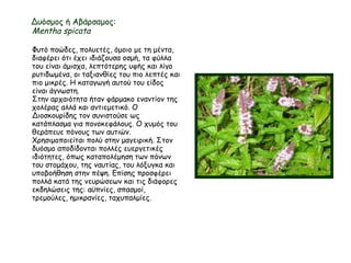 Δυόσμος ή Αβάρσαμος:
Mentha spicata
Φυτό ποώδες, πολυετές, όμοιο με τη μέντα,
διαφέρει ότι έχει ιδιάζουσα οσμή, τα φύλλα
του είναι άμισχα, λεπτότερης υφής και λίγο
ρυτιδωμένα, οι ταξιανθίες του πιο λεπτές και
πιο μικρές. Η καταγωγή αυτού του είδος
είναι άγνωστη.
Στην αρχαιότητα ήταν φάρμακο εναντίον της
χολέρας αλλά και αντιεμετικό. Ο
Διοσκουρίδης τον συνιστούσε ως
κατάπλασμα για πονοκεφάλους. Ο χυμός του
θεράπευε πόνους των αυτιών.
Χρησιμοποιείται πολύ στην μαγειρική. Στον
δυόσμο αποδίδονται πολλές ευεργετικές
ιδιότητες, όπως καταπολέμηση των πόνων
του στομάχου, της ναυτίας, του λόξυγκα και
υποβοήθηση στην πέψη. Επίσης προσφέρει
πολλά κατά της νευρώσεων και τις διάφορες
εκδηλώσεις της: αϋπνίες, σπασμοί,
τρεμούλες, ημικρανίες, ταχυπαλμίες.
 