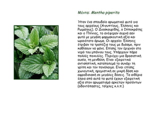 Μέντα: Mentha piperita
Ήταν ένα σπουδαίο αρωματικό φυτό για
τους αρχαίους (Αιγυπτίους, Έλληνες και
Ρωμαίους). Ο Διοσκουρίδης, ο Ιπποκράτης
και ο Πλίνιος, το ανέφεραν συχνά σαν
φυτό με μεγάλη φαρμακευτική αξία και
ωραιότατο άρωμα. Οι αρχαίοι Έλληνες
έτριβαν τα τραπέζια τους με δυόσμο, πριν
καθίσουν να φάνε. Επίσης τον έριχναν στο
νερό του μπάνιου τους. Υπάρχουν πάρα
πολλές ποικιλίες. Περιέχει μια δροσιστική
ουσία, τη μενθόλη. Είναι εξαιρετικά
αντισηπτική, καταπολεμά το συνάχι τη
γρίπη και τον πονόλαιμο. Είναι επίσης
χωνευτική, ηρεμιστική σε μικρή δόση και
αφροδισιακή σε μεγάλες δόσεις. Τα αιθέρια
έλαια από αυτά τα φυτά έχουν εξαιρετική
αξία στον αρωματισμό αρκετών προϊόντων
(οδοντόπαστες, τσίχλες κ.λ.π.)
 