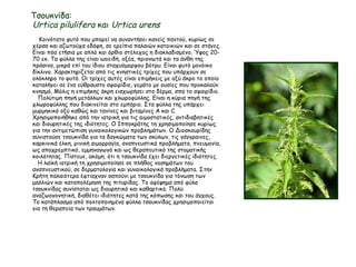 Τσουκνίδα:
Urtica pilulifera και Urtica urens
Κοινότατο φυτό που μπορεί να συναντήσει κανείς παντού, κυρίως σε
χέρσα και αζωτούχα εδάφη, σε ερείπια παλαιών κατοικιών και σε στάνες.
Είναι πόα ετήσια με απλό και όρθιο στέλεχος η διακλαδισμένο. Ύψος 20-
70 εκ. Τα φύλλα της είναι ωοειδή, οξέα, πριονωτά και τα άνθη της
πράσινα, μικρά επί του ίδιου σταχυόμορφου βότρυ. Είναι φυτό μονόικο
δίκλινο. Χαρακτηρίζεται από τις κνηστικές τρίχες που υπάρχουν σε
ολόκληρο το φυτό. Οι τρίχες αυτές είναι επιμήκεις με οξύ άκρο το οποίο
καταλήγει σε ένα εύθραυστο σφαιρίδιο, γεμάτο με ουσίες που προκαλούν
κνησμό. Μόλις η επιμήκης άκρη εισχωρήσει στο δέρμα, σπα το σφαιρίδιο.
Πολύτιμη πηγή μετάλλων και χλωροφύλλης. Είναι η κύρια πηγή της
χλωροφύλλης που διακινείται στο εμπόριο. Στα φύλλα της υπάρχει
μυρμηκικό οξύ καθώς και τανίνες και βιταμίνες A και C.
Χρησιμοποιήθηκε από την ιατρική για τις αιμοστατικές, αντιδιαβητικές
και διουρητικές της ιδιότητες. Ο Ιπποκράτης τη χρησιμοποίησε κυρίως
για την αντιμετώπιση γυναικολογικών προβλημάτων. Ο Διοσκουρίδης
συνιστούσε τσουκνίδα για τα δαγκώματα των σκύλων, τις γάγγραινες,
καρκινικά έλκη, ρινική αιμορραγία, αναπνευστικά προβλήματα, πνευμονία,
ως αποχρεμπτικό, εμμηναγωγό και ως θεραπευτικό της στοματικής
κοιλότητας. Πίστευε, ακόμη, ότι η τσουκνίδα έχει διεργετικές ιδιότητες.
Η λαϊκή ιατρική τη χρησιμοποίησε σε πλήθος νοσημάτων του
αναπνευστικού, σε δερματολογία και γυναικολογικά προβλήματα. Στην
Κρήτη παλαιότερα έφτιαχναν σαπούνι με τσουκνίδα για τόνωση των
μαλλιών και καταπολέμηση της πιτυρίδας. Το αφέψημα από φύλα
τσουκνίδας συνίσταται ως διουρητικό και καθαρτικό. Πολύ
αναζωογονητική, διαθέτει ιδιότητες κατά της κόπωσης και του άγχους.
Το κατάπλασμα από πολτοποιημένα φύλλα τσουκνίδας χρησιμοποιείται
για τη θεραπεία των τραυμάτων.
 