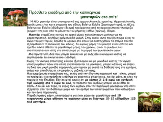 Πρόσθετο εισόδημα από την καλλιέργεια
μανιταριών στο σπίτι!
Η λέξη μανιτάρι είναι υποκοριστικό της αρχαιοελληνικής αμανίτης. Αρχαιοελληνικής
προέλευσης είναι και η ονομασία του είδους Boletus Edulis (βασιλομανίταρο), οι λέξεις
Boletus και Edulis (εδώδιμον-έδεσμα) προέρχονται από το αρχαιοελληνικό γλυκόριζα
(κομμάτι γης) και από το μέλλοντα του ρήματος εσθίω (τρώγω), έδομαι.
Μανιτάρι ονομάζεται κοινώς το ορατό μέρος πολυκύτταρων μυκήτων με τη
χαρακτηριστική, συνήθως ομβρελοειδή μορφή. Στην ουσία, αυτό που βλέπουμε είναι το
σώμα του μανιταριού, δηλαδή το όργανο στο οποίο θα αναπτυχθούν τα σπόρια που θα
εξασφαλίσουν τη διαιώνιση του είδους. Το κυρίως μέρος του μύκητα είναι υπόγειο και
σχεδόν πάντα αθέατο το μεγαλύτερο μέρος του χρόνου. Είναι το μυκήλιο που
αναπτύσσεται σαν ιστός στο υπόστρωμα με τη μορφή των μυκηλιακών υφών.
Μια πρωτότυπη ιδέα που μπορεί εύκολα και με ελάχιστο οικονομικό κόστος να
συμπληρώσει το οικογενειακό εισόδημα.
Χωρίς την ανάγκη απόκτησης ειδικού εξοπλισμού και με μοναδικό κόστος την αγορά
υποστρωμάτων πάνω στο οποίο αναπτύσσονται τα μανιτάρια, μπορεί κάποιος να στήσει
τη δική του μικρή μονάδα παραγωγής μανιταριών με σκοπό τη διάθεσή τους στο εμπόριο,
ακόμα και απευθείας σε επιχειρήσεις μαζικής εστίασης.
Μια συμφέρουσα ενασχόληση που, εκτός από την ιδιωτική παραγωγή κατ΄ οίκον, μπορεί
να προσφέρει ένα πρόσθετο εισόδημα σε αγροτικές οικογένειες, και όχι μόνο, σε όλες τις
περιοχές της Ελλάδας. Εάν σκεφτεί κανείς ότι με κόστος 2-2,5 ευρώ και χονδρική
τιμή πώλησης στα 4 ευρώ το κιλό, το ποσοστό του κέρδους μπορεί να ανέλθει σε
100%. Από κει και πέρα, το εύρος των κερδών από την παραγωγή μανιταριών στο σπίτι
εξαρτάται από τον διαθέσιμο χώρο και τον αριθμό των υποστρωμάτων που καθορίζουν
και τον όγκο παραγωγής.
Παραδείγματος χάριν, υποστρώματα για έναν χώρο όχι μεγαλύτερο από 10
τετραγωνικά μέτρα φθάνουν να παράγουν μέσα σε διάστημα 10-12 εβδομάδων 125
κιλά μανιτάρια. 　
 