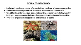 PHYLUM ECHINODERMATA
• Exclusively marine ,presence of endoskeleton made up of calcareous ossicles.
• Adults are radially symmetrical but larvae are bilaterally symmetrical .
• Triploblastic , enterocoelous coelomates with pentamerous radial symmetry
having a calcareous endoskeleton of separate plates embedded in the skin .
• Presence of pedicellariae (capture and removal of debris )
 