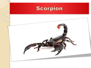 Night of the Scorpion | PPTX