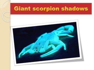 Night of the Scorpion | PPTX