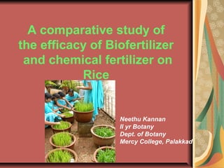 A comparative study of
the efficacy of Biofertilizer
and chemical fertilizer on
Rice
Neethu Kannan
II yr Botany
Dept. of Botany
Mercy College, Palakkad
 