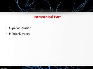 Intraorbital Part
• Superior Division
• InferiorDivision
 