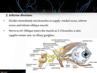 2. Inferiordivision:
• Divides immediately into branches to supply- medial rectus, inferior
rectus and inferior oblique muscle.
• Nerve to inf. Oblique enters the muscle as 2-3 branches, it also
supplies motor root to cilliary ganglion.
 