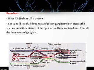 Branches :
•Gives 15-20 short cilliarynerve.
• Contains fibres of allthree roots ofcilliaryganglion which pierces the
sclera around the entrance of the optic nerve.These contain fibers from all
the three roots of ganglion.
 