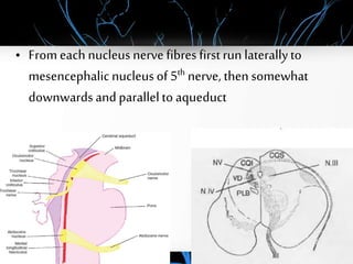 Course and relation
• From each nucleus nerve fibres firstrun laterallyto
mesencephalicnucleusof 5th nerve, thensomewhat
downwards andparallelto aqueduct
 