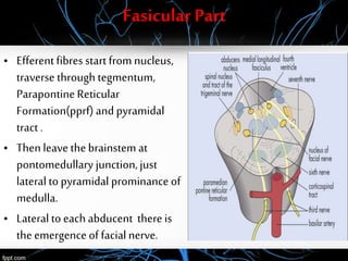 Fasicular Part
• Efferentfibres start from nucleus,
traverse throughtegmentum,
ParapontineReticular
Formation(pprf) and pyramidal
tract .
• Thenleave thebrainstem at
pontomedullary junction,just
lateral to pyramidal prominance of
medulla.
• Lateral to each abducent there is
theemergence of facialnerve.
 
