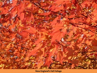 New England’s Fall Foliage
 
