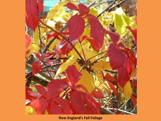 New England’s Fall Foliage
 