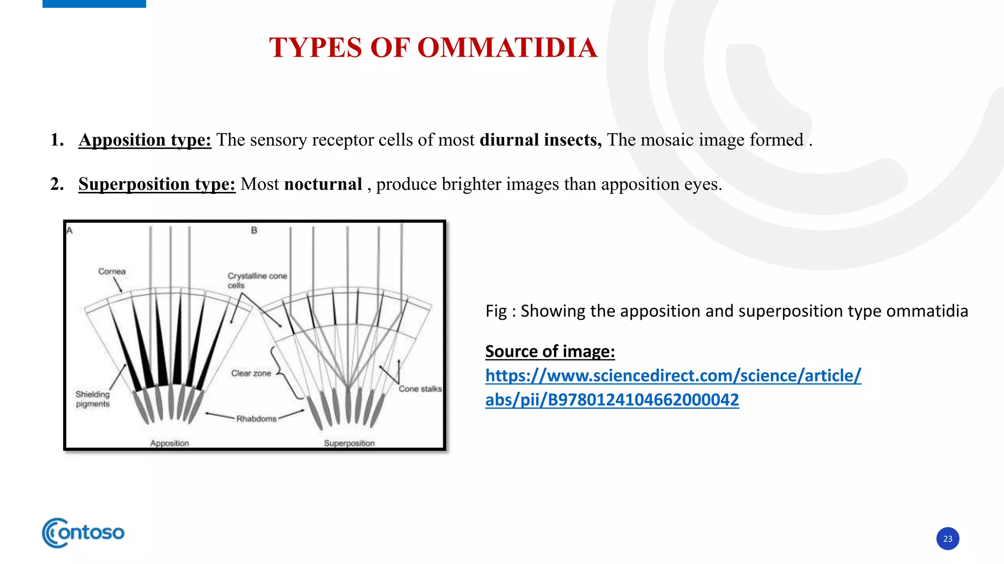 Insect sense ORGANS (MECHANO-, PHOTO- AND CHEMO- RECEPTORS): IT’S ...