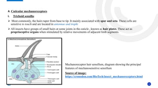 Seta Insect Hair Insect sense ORGANS (MECHANO-, PHOTO- AND CHEMO- RECEPTORS): IT’S ...
