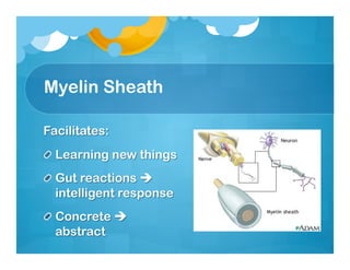 Myelin Sheath
 
