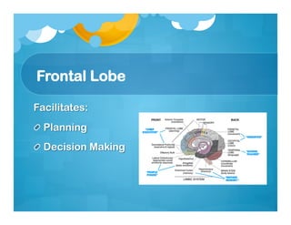 Frontal Lobe
 