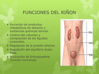 FUNCIONES DEL RIÑON

 Excreción de productos
  metabólicos de desecho y
  sustancias químicas tóxicas.
 Control del volumen y
  composición de los líquidos
  corporales.
 Regulación de la presión arterial.
 Regulación del equilibrio ácido-
  base.
 Producción de Eritropoyetina
  (función hormonal)
 