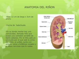 ANATOMIA DEL RIÑON


-Mide 12 cm de largo x 3cm de
ancho


-Forma de habichuela


-En su borde medial hay una
concavidad, llamada hilio que
posee una cantidad variable de
tejido adiposo. Por el hilio sale un
conducto por el que sale la orina
del riñón, el uréter, junto con
arteria, vena y linfáticos renales y
el plexo nervioso que lo rodea.
 