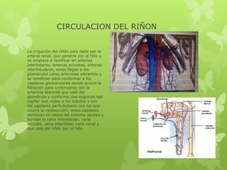 CIRCULACION DEL RIÑON


La irrigación del riñón esta dada por la
arteria renal, que penetra por al hilio y
se empieza a ramificar en arterias
interlobares, arterias arcuatas, arterias
interlobulares, estas llegan a los
glomérulos como arteriolas aferentes y
se ramifican para conformar a los
capilares glomerulares donde ocurre la
filtración para continuarse con la
arteriola eferente que sale del
glomérulo y conforma una segunda red
capilar que rodea a los tubulos y son
los capilares peritubulares con los que
ocurre la reabsorción; estos capilares
terminan en vasos del sistema venoso y
forman la vena interlobular, vena
arcuata, vena interlobar, vena renal y
que sale del riñón por el hilio.
 