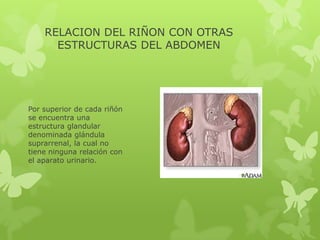 RELACION DEL RIÑON CON OTRAS
      ESTRUCTURAS DEL ABDOMEN




Por superior de cada riñón
se encuentra una
estructura glandular
denominada glándula
suprarrenal, la cual no
tiene ninguna relación con
el aparato urinario.
 