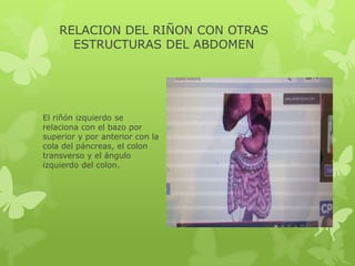 RELACION DEL RIÑON CON OTRAS
      ESTRUCTURAS DEL ABDOMEN




El riñón izquierdo se
relaciona con el bazo por
superior y por anterior con la
cola del páncreas, el colon
transverso y el ángulo
izquierdo del colon.
 
