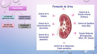 Nefrectomia convencional y laparoscopico | PPTX | Surgery | Medical Health
