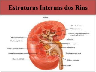 Estruturas Internas dos Rins
 