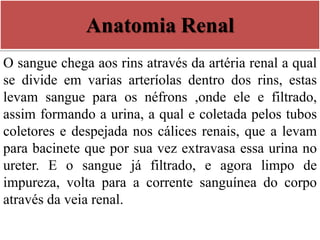 Anatomia Renal
O sangue chega aos rins através da artéria renal a qual
se divide em varias arteríolas dentro dos rins, estas
levam sangue para os néfrons ,onde ele e filtrado,
assim formando a urina, a qual e coletada pelos tubos
coletores e despejada nos cálices renais, que a levam
para bacinete que por sua vez extravasa essa urina no
ureter. E o sangue já filtrado, e agora limpo de
impureza, volta para a corrente sanguínea do corpo
através da veia renal.
 