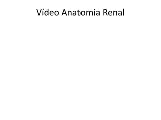 Vídeo Anatomia Renal
 