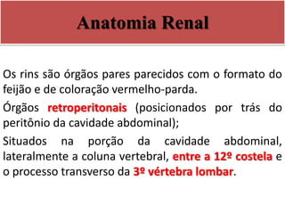 Anatomia Renal
Os rins são órgãos pares parecidos com o formato do
feijão e de coloração vermelho-parda.
Órgãos retroperitonais (posicionados por trás do
peritônio da cavidade abdominal);
Situados na porção da cavidade abdominal,
lateralmente a coluna vertebral, entre a 12º costela e
o processo transverso da 3º vértebra lombar.
 
