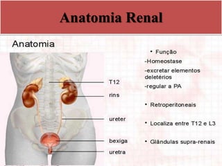 Anatomia Renal
 