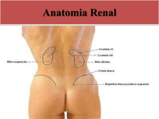 Anatomia Renal
 